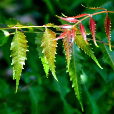 Close-up of fresh green and red tinged leaves hanging from a branch, with a blurred green background.